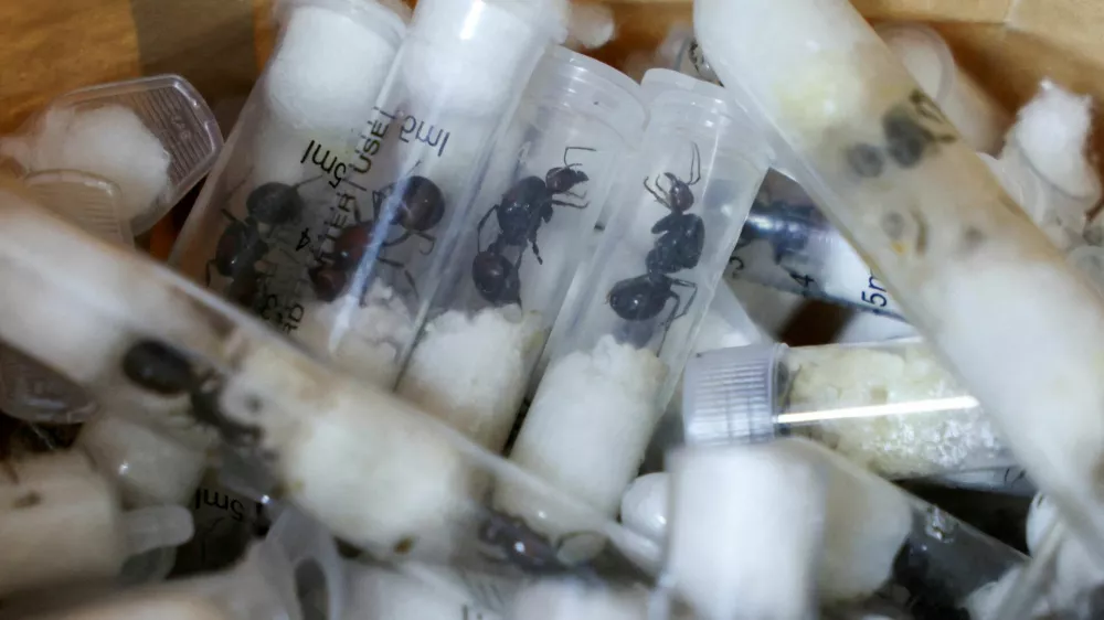 FILE PHOTO: Samples of garden ants concealed in syringes are presented to court as two Belgian nationals, a Vietnamese and a Kenyan national appeared for the hearing of their case, after they pleaded guilty to illegal possession and trafficking of garden ants, at the Jomo Kenyatta International Airport (JKIA) Law Courts, in Nairobi, Kenya, April 15, 2025. REUTERS/Monicah Mwangi   TPX IMAGES OF THE DAY/File Photo