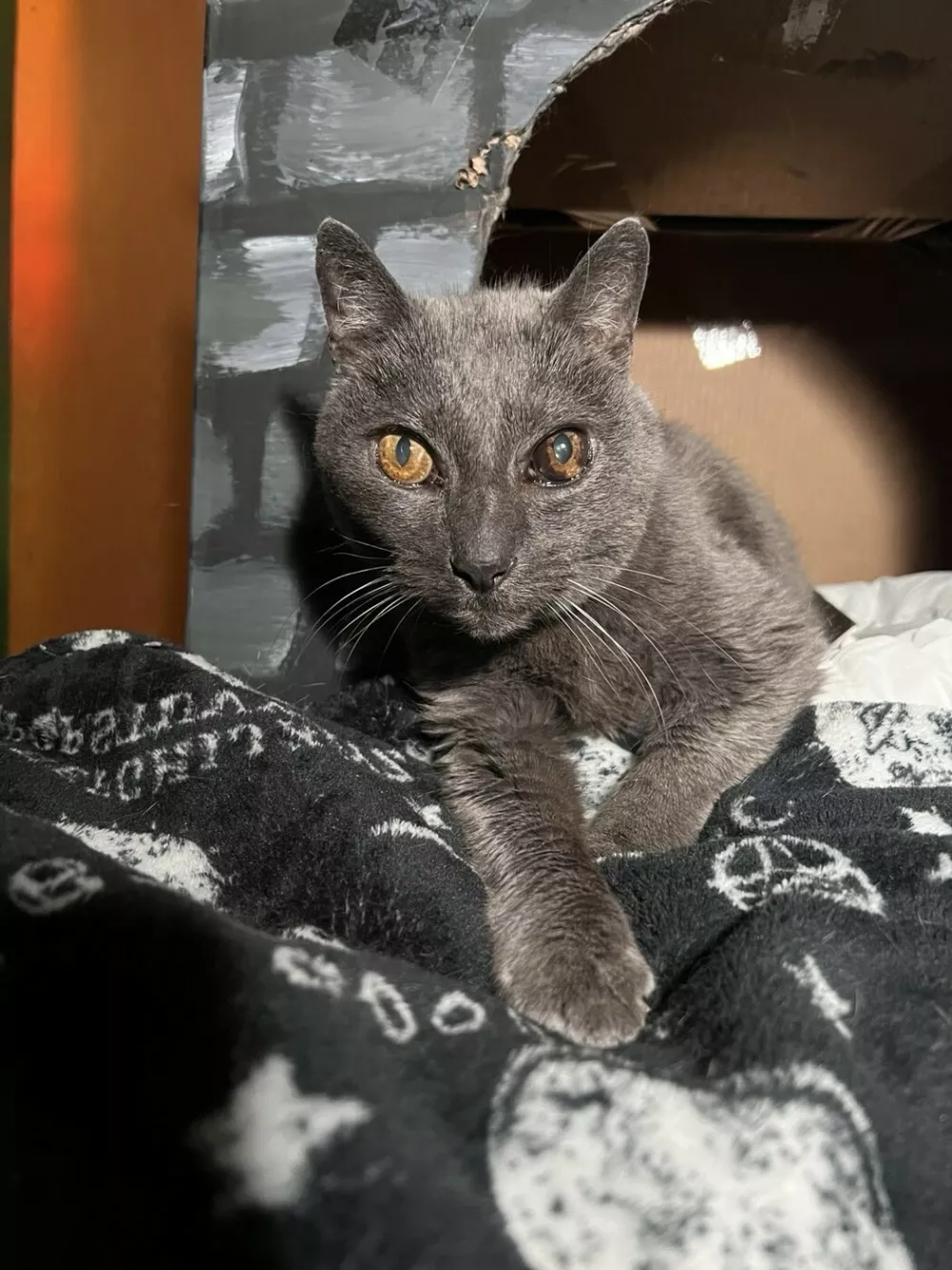 Story from Jam Press (Stray Cat Invasion)Pictured: Meemaw.VIDEO: 'We found 43 stray CATS living in our new Ł52,000 home on the day we moved in'A couple who moved into their bargain Ł52,000 home were left stumped after they found 43 stray cats living inside.Joshua Howell and his partner did not realise they were moving into an occupied property when they got the keys.The 35-year-old found rooms and rooms of adorable &ndash; but mostly very poorly &ndash; moggies making themselves at home."It was an utter shock and surprise," Joshua told What's The Jam."We already had plans to start a small farm and cat rescue, but we thought it would be on our own terms, after we already had a good framework set up."We are a disabled couple so all of our energy and time goes into the care of this colony and trying to grow the rescue."Joshua and Faye, who live in Ozone, Arkansas in the US, had dreams of starting their own rescue home since first meeting in 2020.Having forked out about Ł52,000 (0,000 USD) for the small home, they had no idea it had any kind of animal infestation.But since moving in, the duo have devoted their time to improving the health of the dozens of resident felines &ndash; in some cases, saving their lives.Joshua explained: "We live out in a remote part of our state."There are few resources available to help out needy animals already."The only options were to drop them off at a shelter or ignore them."There was no way we were going to do either of those, so we decided to start the rescue now &ndash; and build it as we save the colony."I have a good friend that runs a rescue in New York. They are helping us behind the scenes get to a professional level."The couple have now started the Sunshine Pines Rescue.They are able to fix, feed, shelter, and vet all 43 of the cats.The centre has relied on the animal lovers' hard work and donations from viewers after sharing their journey online.The pair now have plans to register as a 501c3 nonprofit &ndash; the equivalent of a registered charity in the US &ndash; with goals to expand the property.Joshua said: "We have a goal of turning the cat's porch into a giant enclosed catio, and converting a little school bus from a coast-to-coast camper into a post-storm mobile pet rescue."We want to assist with other feral colonies and TNR (trap, neuter, return) projects around the state of Arkansas."We feel strongly that TNR and Spay/Neuter programs and education are crucial to minimising the unrequested kitten population that has become such a national problem."ENDSEDITOR'S NOTE: Video Usage Licence: (NON-EXCLUSIVE) We have obtained a non-exclusive licence from the copyright holder. A copy of the licence is available on request.Video Restrictions: None.,Image: 1079701980, License: Rights-managed, Restrictions: EDITOR'S NOTE: Video Usage Licence: (NON-EXCLUSIVE) We have obtained a non-exclusive licence from the copyright holder. A copy of the licence is available on request.Video Restrictions: None., Model Release: no