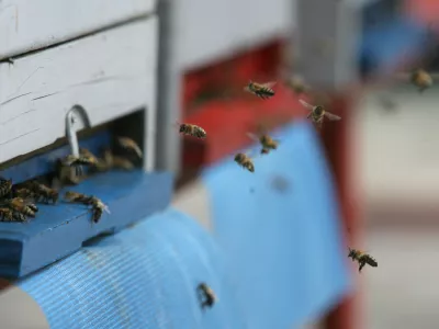 - terasa CD - Cankarjev dom - čebelnjak - krajnske čebele na terasi Cankarjevega doma - gre za tri ameri&scaron;ke nakladne panje LR s spremenljivim volumnom, ki preprečujejo rojenje, ker jih je mogoče povečevati glede na rast družine,//FOTO: Luka Cjuha