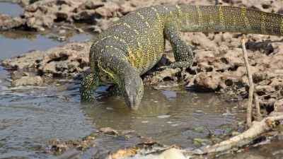 Nilski varan izvira iz delte reke Nil v podsaharski Afriki in za hišne ljubljenčke niso primerni, saj se nikoli zares ne umirijo. / Foto: Getty Images