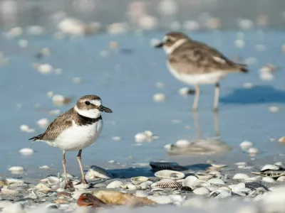 Wilson?s Plovers hang out on Dickman?s Island in Collier County on Wednesday, March 11, 2026. Dickman?s Island is in the Ten Thousand Islands National Wildlife Sanctuary. It is coming up on nesting season for shorebirds including the Wilson?s plovers and Audubon Florida is asking visitors to be aware of the small birds that nest on SWFL beaches. Parts of the island was getting staked out to create undisturbed room for the nesting birds