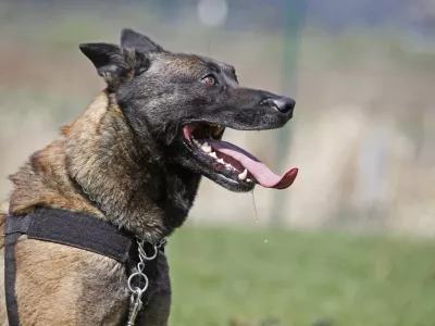 službeni pes- Policija - Oddelek za &scaron;olanje službenih psov Policijske akademije Gmejnice 34 - pasja &scaron;ola   //FOTO: Luka Cjuha