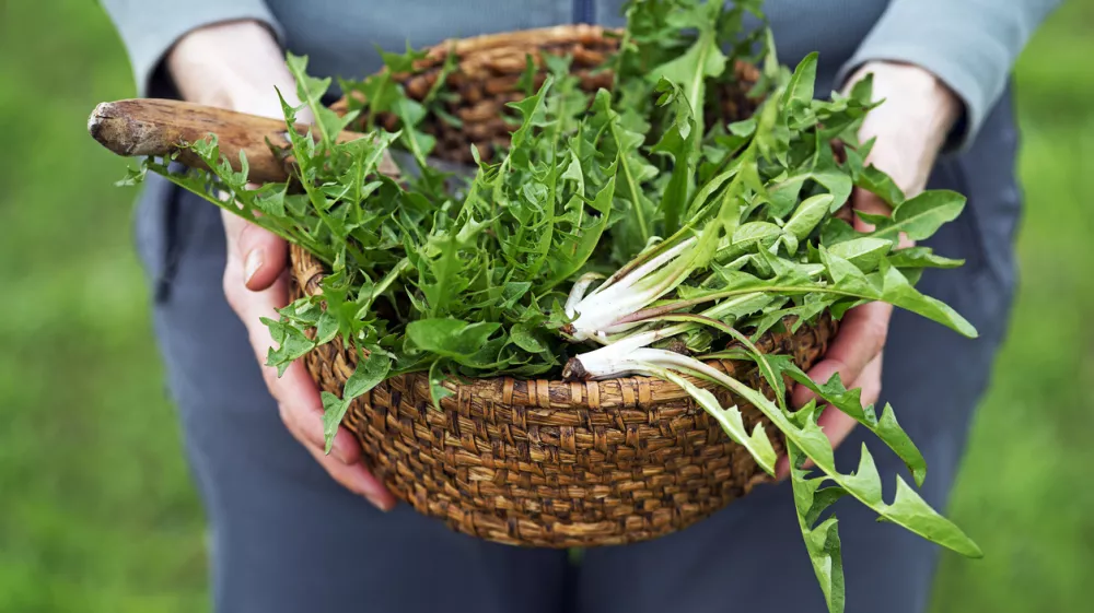Dandelion. Picked fresh dandelion leaves in basked. Dandelion in hands of a farmer / Foto: Dulezidar Getty Images