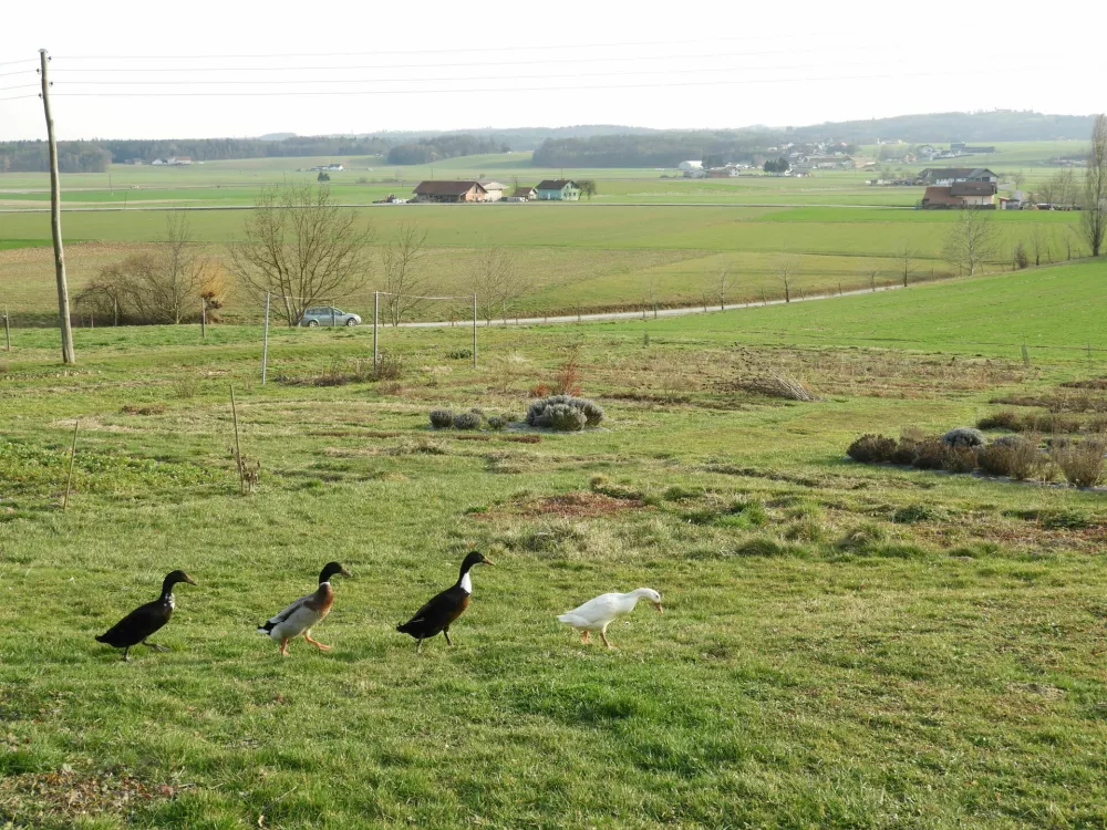 Zeli&scaron;čni raj sredi Slovenskih goric: pristna zgodba biologa in ekonomistke za fejst dober den