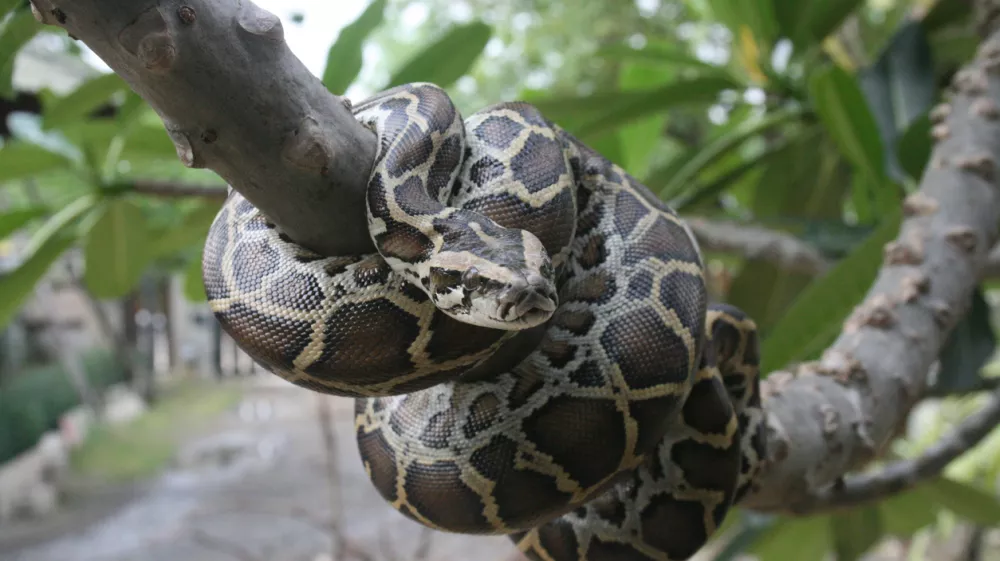 A close-up view of a Burmese python on a tree branch. / Foto: Lunatic_67 Getty Image