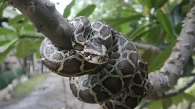 A close-up view of a Burmese python on a tree branch. / Foto: Lunatic_67 Getty Image
