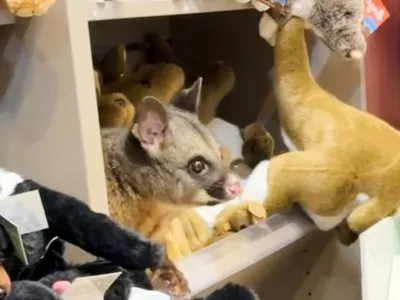 In this image taken from video, a living Australian brushtail possum sits on the display shelf at a terminal shop at Hobart Airport in Hobart, Australia, Wednesday, March 18, 2026. (Melissa Oddie via AP)