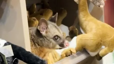 In this image taken from video, a living Australian brushtail possum sits on the display shelf at a terminal shop at Hobart Airport in Hobart, Australia, Wednesday, March 18, 2026. (Melissa Oddie via AP)