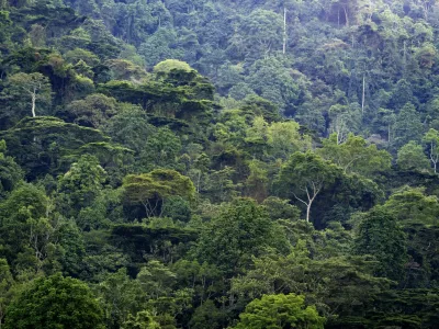 Bwindi Impenetrable Forest. Rainforest at Bwindi National Park, Uganda. Photo: Magnus Martinsson / TT / 2734,Image: 1078455346, License: Rights-managed, Restrictions:, Model Release: no