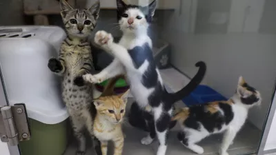 Z nedomišljenimi spremembami prenatrpali zavetišča za živali