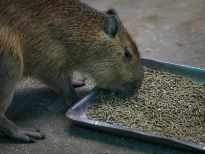 A capybara eats specialized dried food received as humanitarian aid for Kyiv Zoo from Zoo Berlin, Tierpark Berlin, Tiergarten Schonbrunn and Alpenzoo Innsbruck, ahead of Christmas and New Year season, amid Russia's attack on Ukraine, in Kyiv, Ukraine December 18, 2024. REUTERS/Gleb Garanich