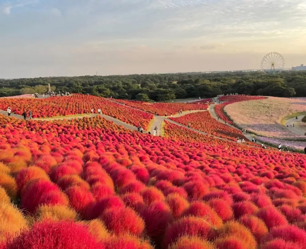 Hitachi Seaside Park