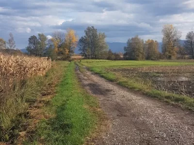 njiva, sprehod, polje, barje