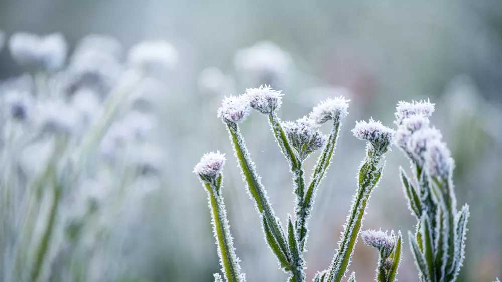 Jutranja slana. Slika je simbolična. / Foto: Istock