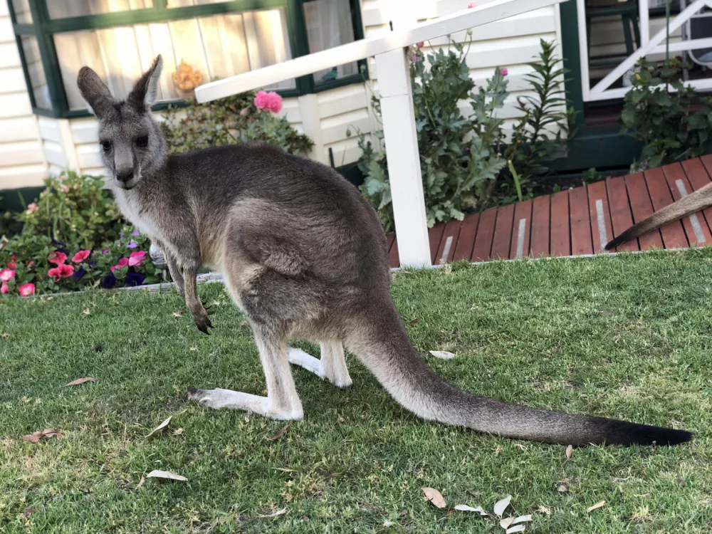 Kangaroos in the park / Foto: Ting Nan Lim