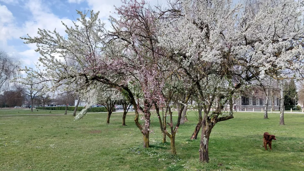(FOTOZGODBA) Danes &scaron;e v cvetju, jutri v snegu