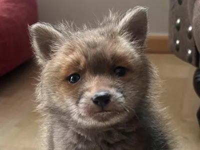 Lisjaka so na&scaron;li podhranjenega in po&scaron;kodovanega. 