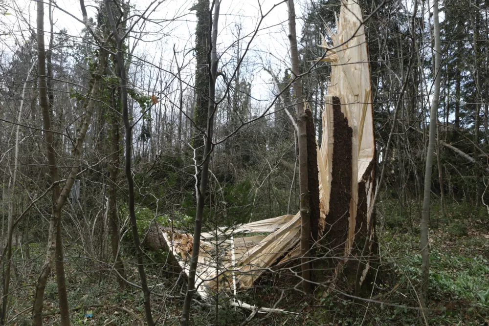 27.3.2026 - Vetrolom - močan veter - rdeči alarmFoto: Luka Cjuha