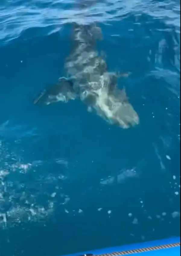 Zajem zaslona, na katerem je lepo viden morski obiskovalec. / Foto: Jacopo Renna (@jacopo_renna87)