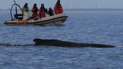 A humpback whale swims in the Baltic Sea, accompanied by an inflatable boat, after freeing itself the night before from being stranded off Niendorf in Timmendorfer Strand, Germany, Friday March 27, 2026. (Marcus Brandt/dpa via AP) / Foto: Marcus Brandt