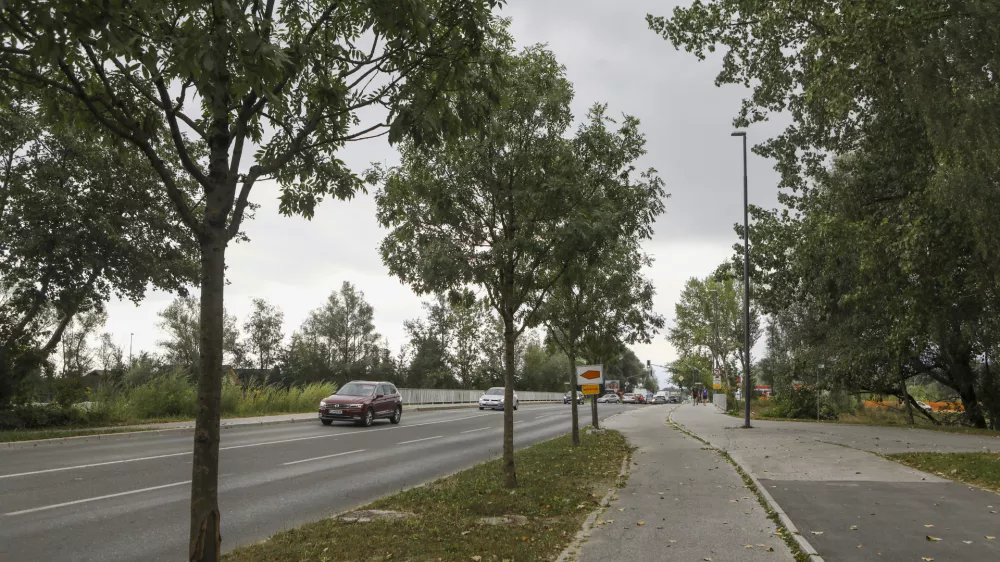 - 28.08.2023 &ndash; Barjanska cesta - drevored //FOTO: Luka Cjuha