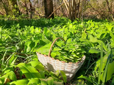 čemaž nabiranje / Foto: Tina Jereb