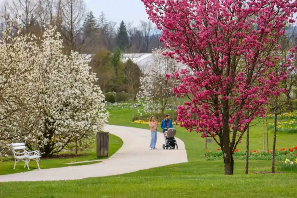 Zacvetele so že prve japonske če&scaron;nje in magnolije. / Foto: Arboretum