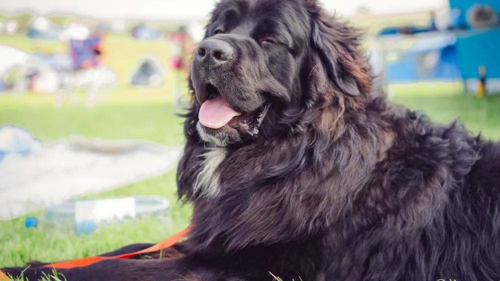 Image: 996005279, License: Royalty-free, Restrictions:, Model Release: no