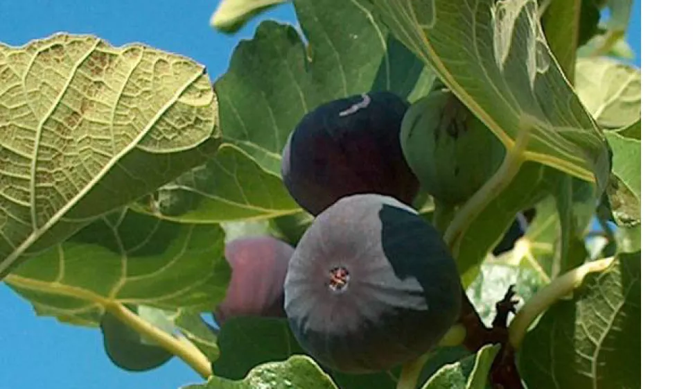 figa, smokva, sadež, ilustacija