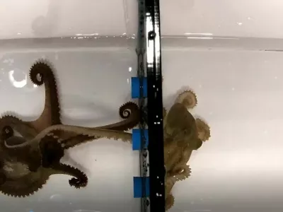 **VIDEO AVAILABLE: CONTACT INFO@COVERMG.COM TO RECEIVE**BY MARK WORGANOctopuses have a special 'sex arm' they use to identify partners by taste and mate with them, according to researchers at Harvard University.The findings, published in the journal Science, show that males can locate and fertilise females without seeing them, sometimes mating at arm's length.Scientists say the research sheds new light on how these largely solitary animals reproduce, and may help explain how new species evolve.Male octopuses have eight arms, but one - known as the hectocotylus - is specially adapted for reproduction."Male octopuses use a specialized arm called the hectocotylus to identify females and navigate their internal organs to reach the oviduct and deliver sperm," the researchers, led by lead author Pablo Villar, write in their paper.During mating, the arm searches for the female's mantle cavity and deposits packets of sperm, known as spermatophores. The researchers found that the arm is lined with receptors similar to those used by other arms to explore the seabed.Octopus limbs are highly sensitive, with each suction cup containing thousands of sensory cells. Much of the animal's nervous system is distributed throughout its arms, allowing them to act independently of the brain.To test how the animals use these abilities, scientists observed mating behaviour in the California two-spot octopus (Octopus bimaculoides).Males and females were placed on opposite sides of a tank, separated by a barrier with small openings. Despite being unable to see each other, males were able to extend their specialised arm through the divider, locate the female and begin mating.The study found that such interactions could take place even in complete darkness. When two males were paired, however, no mating attempts were observed, suggesting females emit a specific chemical signal.Further experiments pointed to the hormone progesterone as a key factor.Research