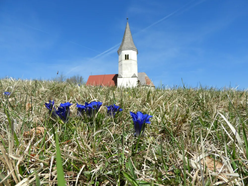 sveti Lovrenc in encijan / Foto: Katja Petrovec 