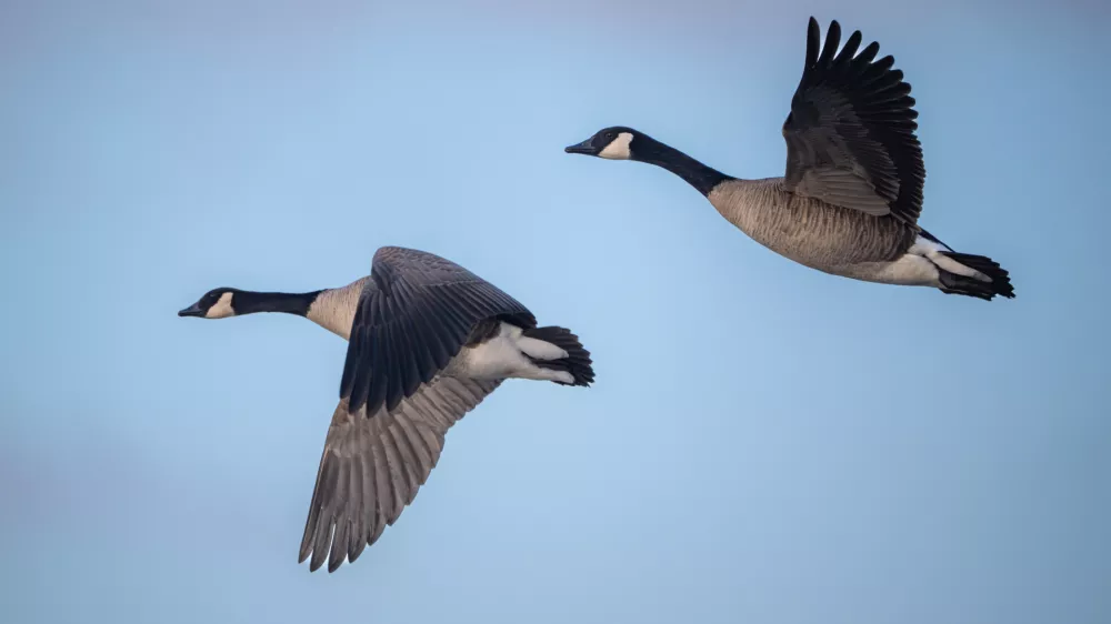 Letos je virus močno prizadel jate gosi. / Foto: Istock