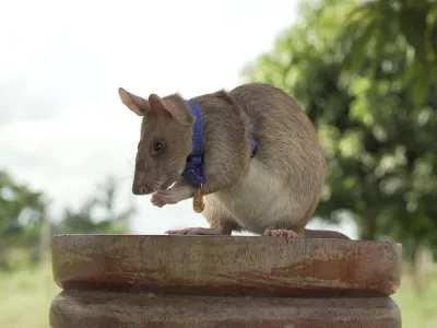 FILE - In this undated photo issued by the PDSA, People's Dispensary for Sick Animals, Cambodian landmine detection rat, Magawa is photographed wearing his PDSA Gold Medal, the animal equivalent of the George Cross, in Siem Reap, Cambodia. Magawa passed away in early Jan. 2022, said an announcement on the website of APOPO, a Belgium-headquartered non-profit group. The organization trains rats and dogs to sniff out land mines and tuberculosis. (PDSA via AP, File)