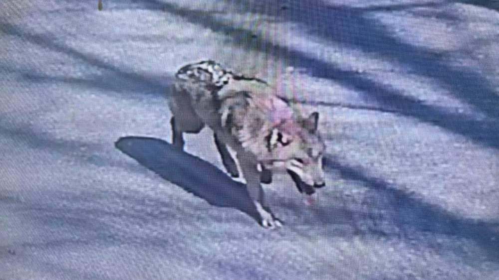 A wolf that went missing after escaping from its enclosure in O-world zoo, roams in the zoo premises in Daejeon, South Korea April 8, 2026 in this still image of surveillance footage video playing on a screen.  Daejeon City Corporation/Handout via REUTERS  THIS IMAGE HAS BEEN SUPPLIED BY A THIRD PARTY. NO RESALES. NO ARCHIVES. MANDATORY CREDIT.
