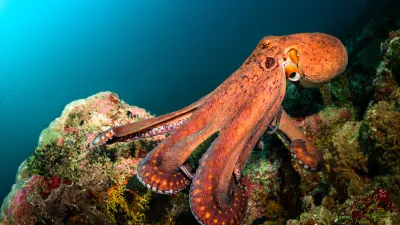 Big orange octopus swimming near the reef in Indian ocean / Foto: Volodymyr Ivanenko