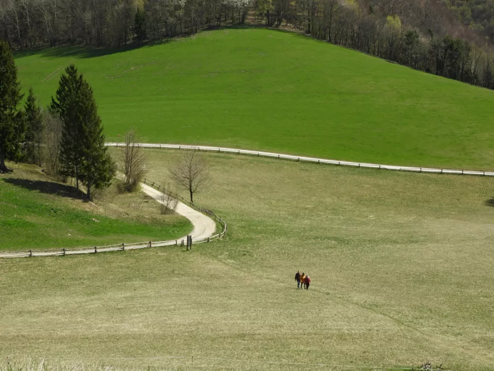 travnik sveti Lovrenc