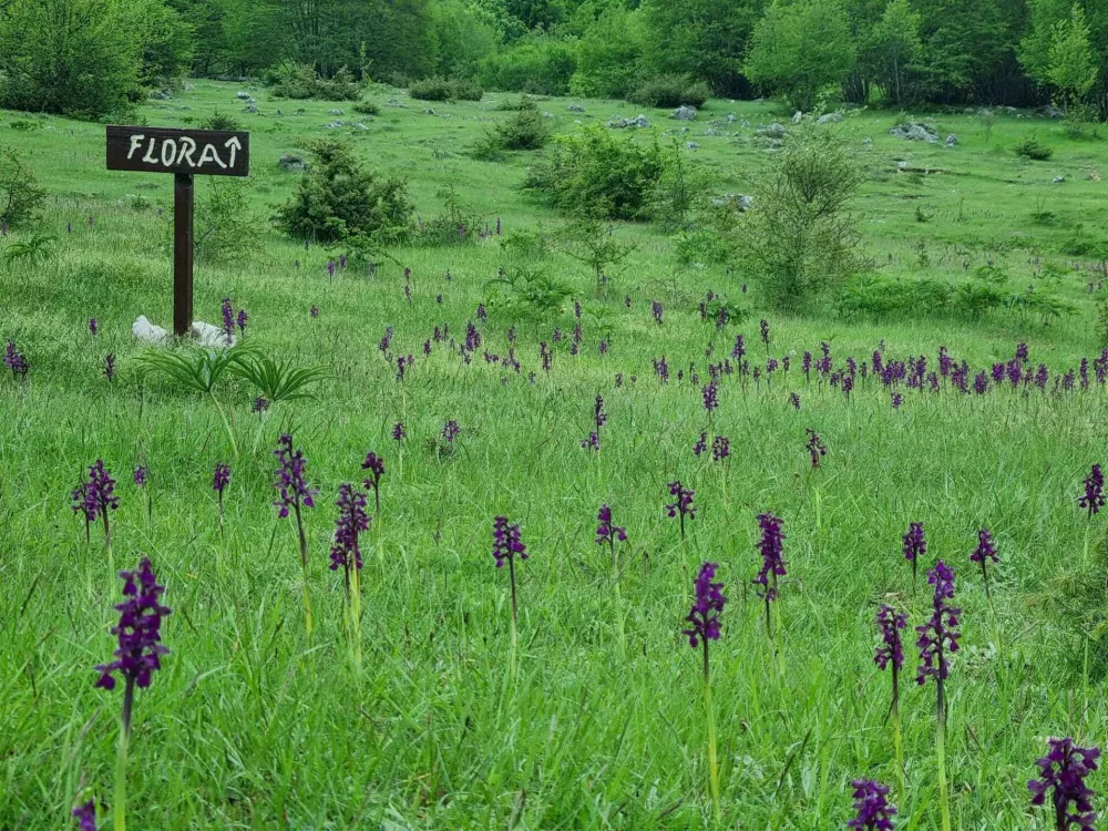 Grabovača - steza Flora (Foto: Mario Paral)