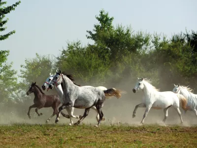 Državna lipicanska kobilarna Đakovo (Foto: Sa&scaron;a Pjanić)