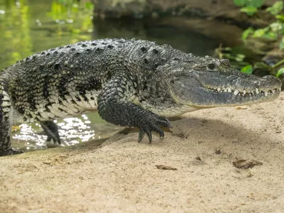 bradavičasti krokodil