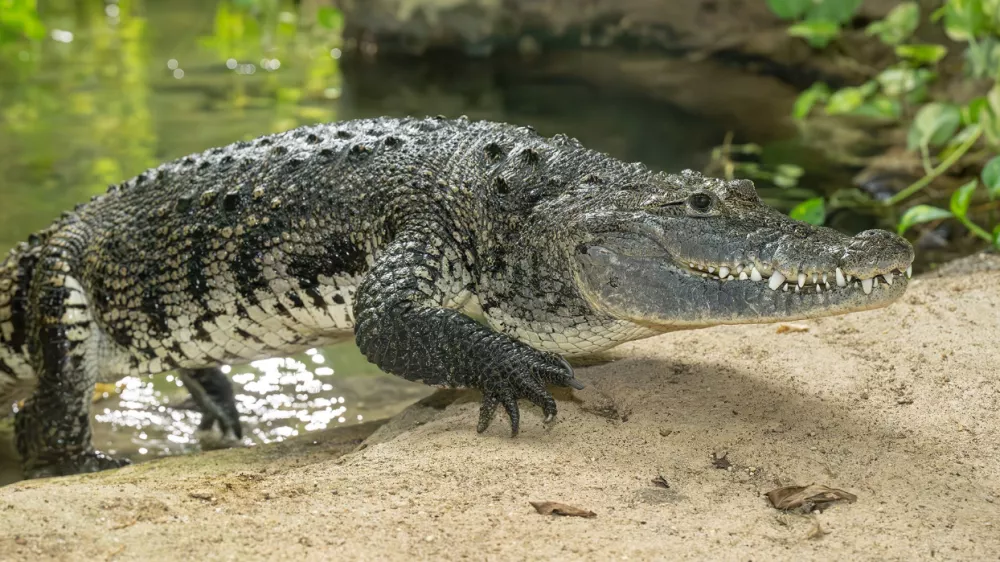 bradavičasti krokodil