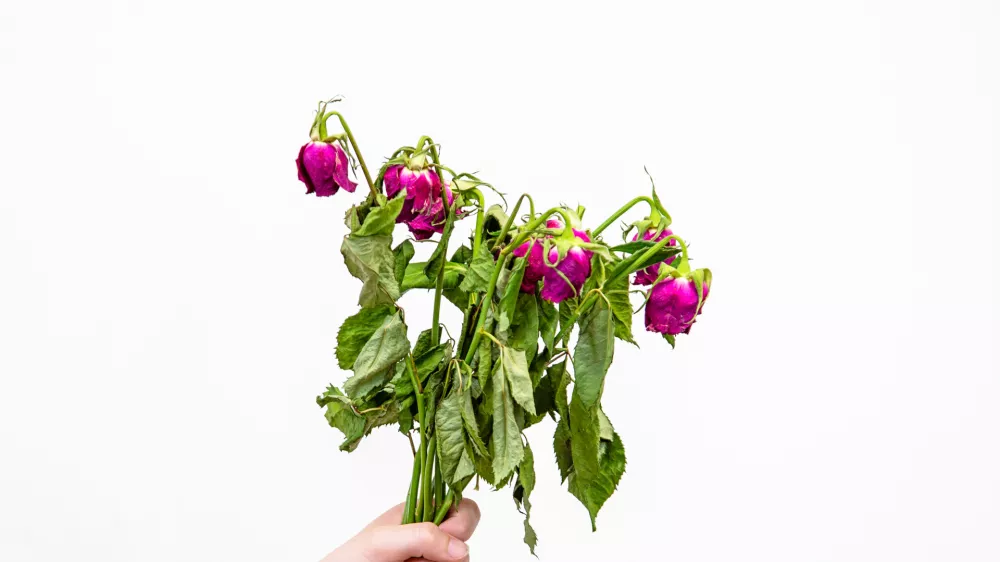 Ne prav lep &scaron;opek / Foto: Istock