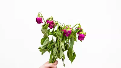 Ne prav lep &scaron;opek / Foto: Istock