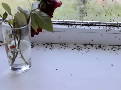 Winged flies of house insects on the white windowsill crawled out in the summer