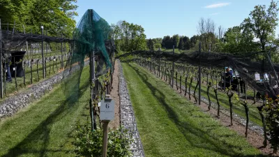 Trte nad mestom dobro uspevajo