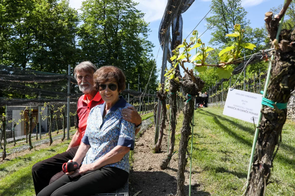 Trte nad mestom dobro uspevajo