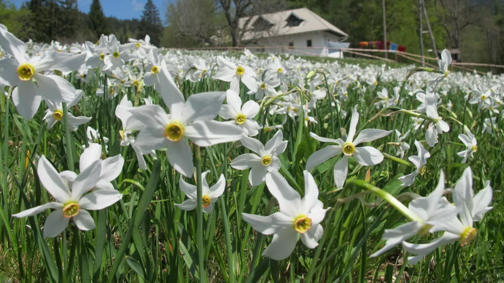narcise dom pristava javorni&scaron;ki rovt