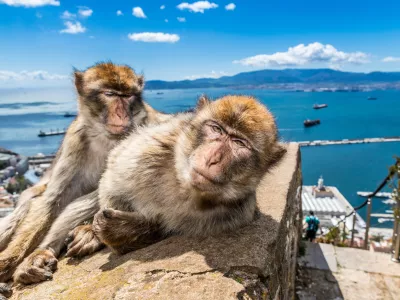 Barbary Macaques in Gibraltar.