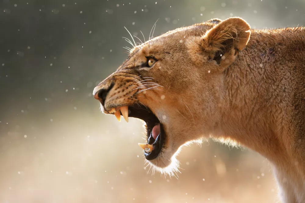 Lioness displays dangerous teeth during light rainstorm - Kruger National Park - South Africa