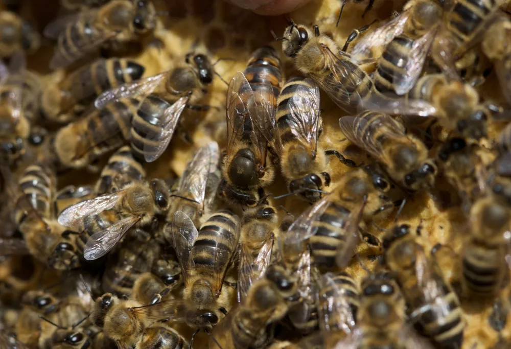 - Čebelarstvo - čebelarji - čebele - matica- Medonosna čebela, živi v družbeni skupnosti imenovana čebelja družina. V družini je le ena plodna samica - matica, ki leže jajčeca za razplod družine. Večino članov družine predstavljajo neplodne samice &ndash; delavke. V družini jih je več 10.000. Običajno čebelje družine &scaron;tejejo med 40.000 in 100.000 čebel. V panju sredi sezone je nekaj 100 ali celo več 1000 samcev &ndash; trotov. - Čebele gnezdijo na satju, ki ga same zgrade. Čebele uporabljajo satje za vzrejo zalege in skladi&scaron;čenje hrane. Na vrhu satja je običajno skladi&scaron;čen med, pod njim, proti sredini satja je skladi&scaron;čen cvetni prah, na sredini in spodaj pa čebele vzrejajo zalego. Zrel med čebele pokrijejo z vo&scaron;čenimi pokrovci. Ličinke odra&scaron;čajo v odprtih celicah, preden pa se zabubijo in preobrazijo v odrasle čebele, jih čebele zaprejo v celice s poroznimi pokrovci. Razvoj od jajčeca do odrasle čebele traja 21 dni. Trotje se razvijajo počasneje, matice pa hitreje. Odrasle čebele živijo v sezoni le 6-8 tednov, čez zimo pa tudi do pol leta. Trotje živijo v družini le v času rojenja čebel, matice pa lahko preživijo več let. //FOTO: Jaka AdamičOPOMBA: ZA OBJAVO V PRILOGI &ndash; DNEVNIKOV OBJEKTIV - REPORTAŽA O ČEBELAH / Foto: Jaka Adamič