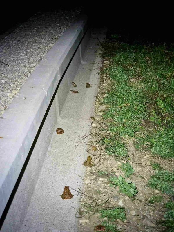 Ko človek pomaga naravi: zgodba o re&scaron;enih selitvah